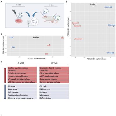 Uncovering transcriptomic landscape alterations of CAN-2409 in in vitro and in vivo glioma models